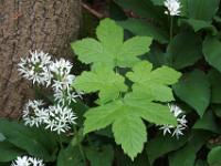 Blüten und junge Ahornblätter